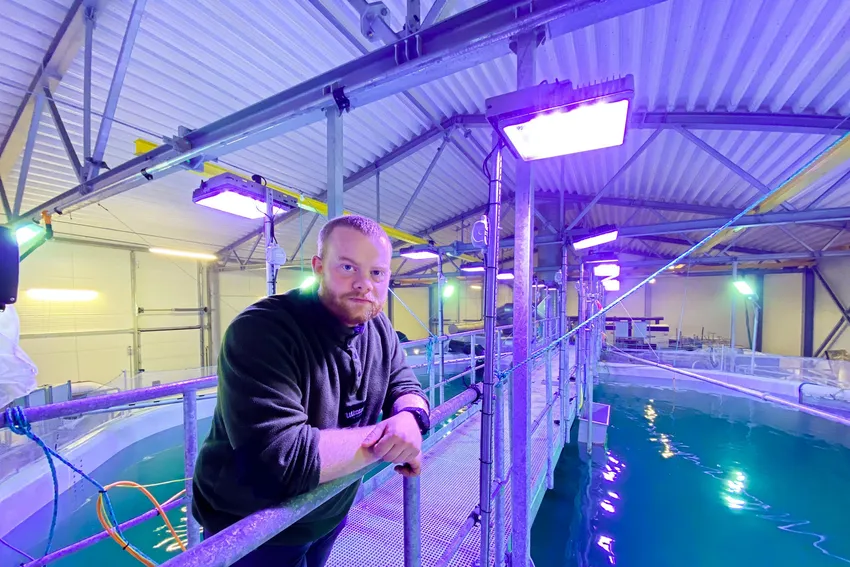 Havlandet gjentar suksessen med landbasert laks: – Til jul er målet at den skal være rundt én kilo