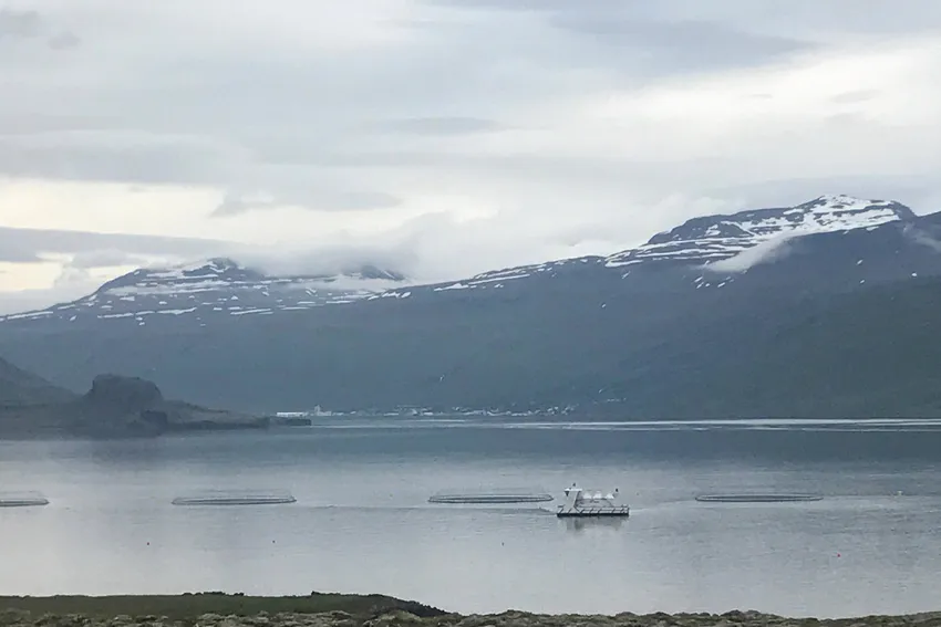 Brønnbåt ankommer for å bistå ILA-situasjonen på Island i dag – venter prøvesvar ved to lokaliteter