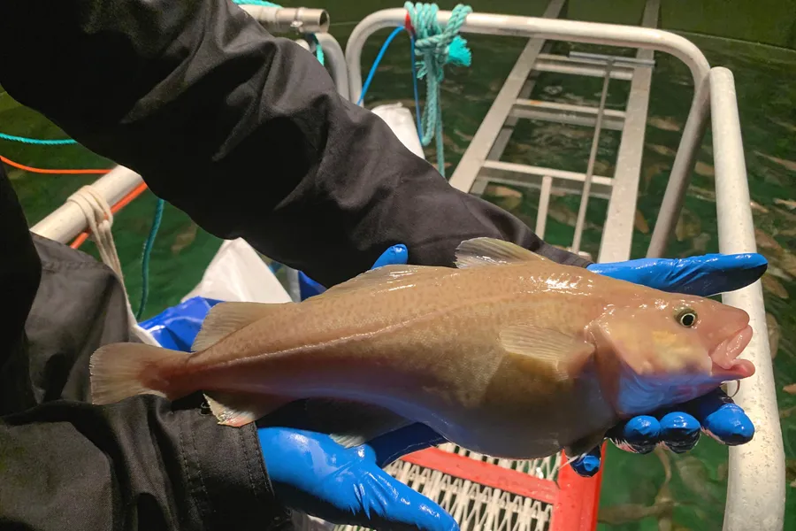En torsk på rundt 1 kilo.