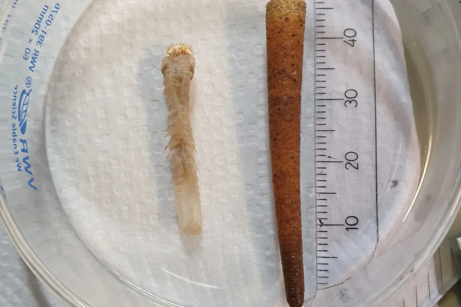 Børstemarken Lagis koreni heter på norsk rett kambørstemark, og bygger et sirlig rør av sandkorn som den bor i. Den benytter de skinnende pigger på hodet sitt til å grave i sedimentet.