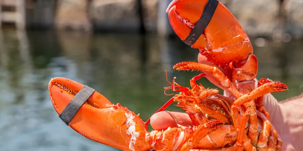 The Maine lobster industry is under fire for right whale deaths, according to several NGOs.