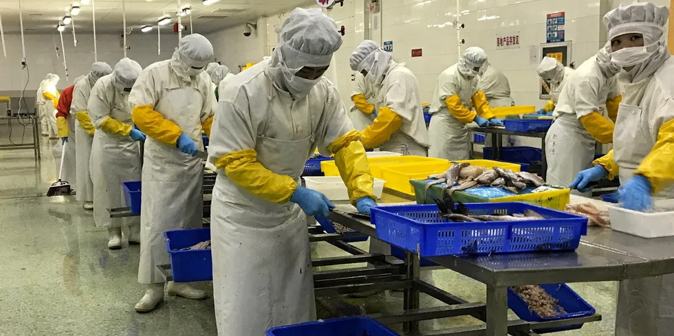 Workers at Chang International's processing facility in Qingdao, China. Disruptions in the supply chain from COVID will lead to continued tightness in the cod and haddock markets on the US markets.