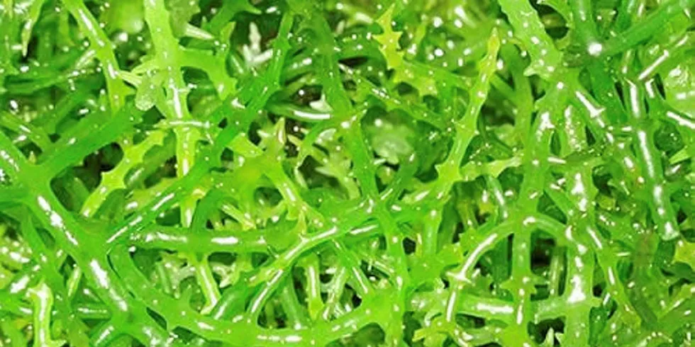 Dried seaweed from the Philippines.