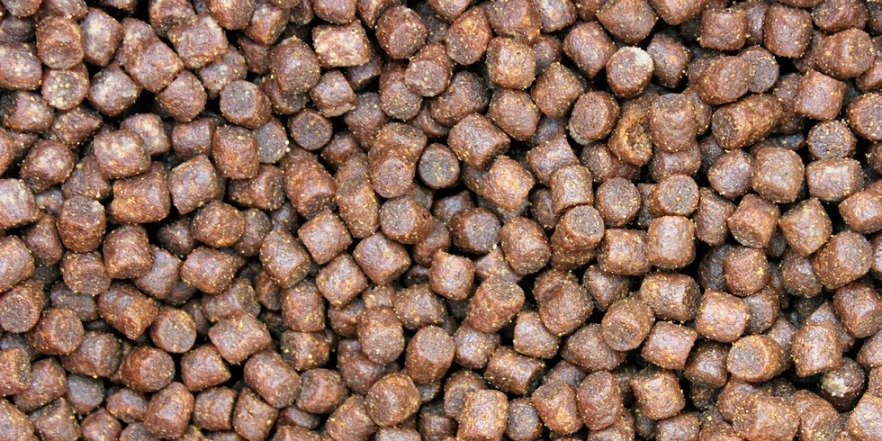 Salmon feed pellets