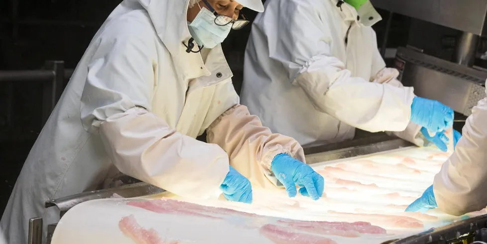 Alaska pollock processing workers on quality control duty.