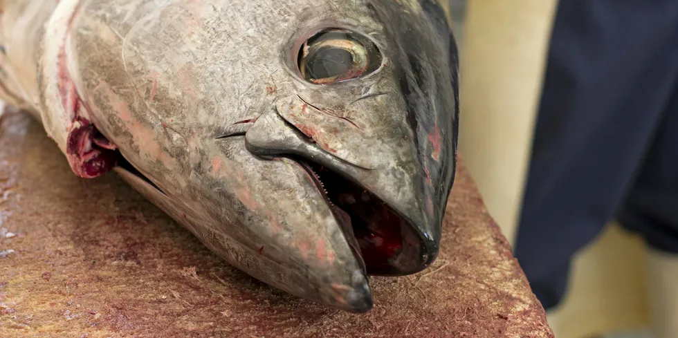 Atlantic bluefin tuna.