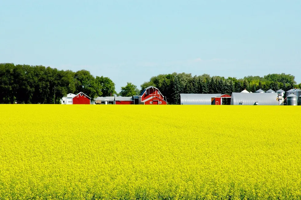 A canola farm. Nuseed’s omega-3 oil is derived from canola and enhanced with microalgae genes.