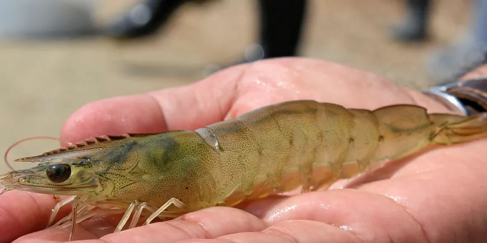 Vannamei shrimp is now farmed in the UK.