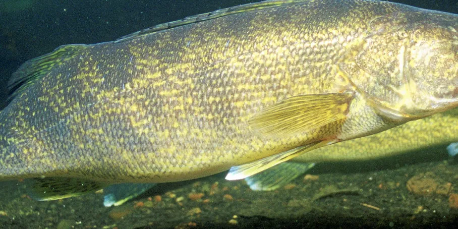 The Red Lake Nation was awarded a bid for walleye from the USDA.