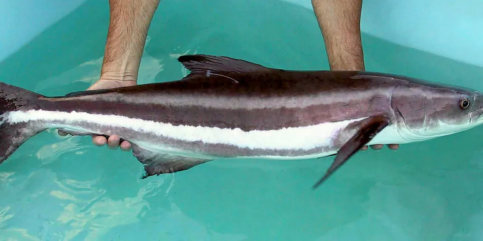 Farmed cobia.