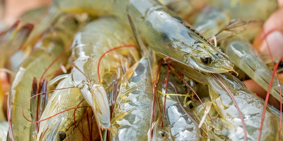 Honduran shrimp farmers suffered from weather-related shortfalls last year.