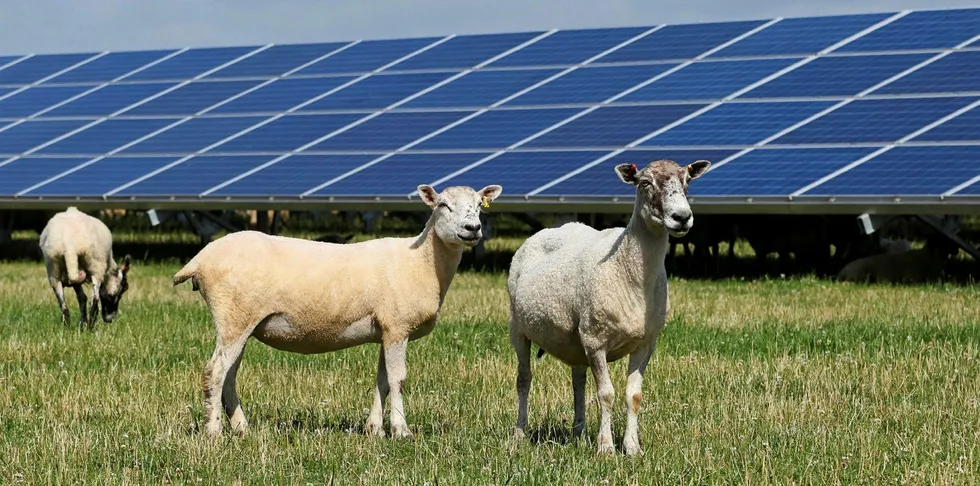 A Lightsource BP solar project.