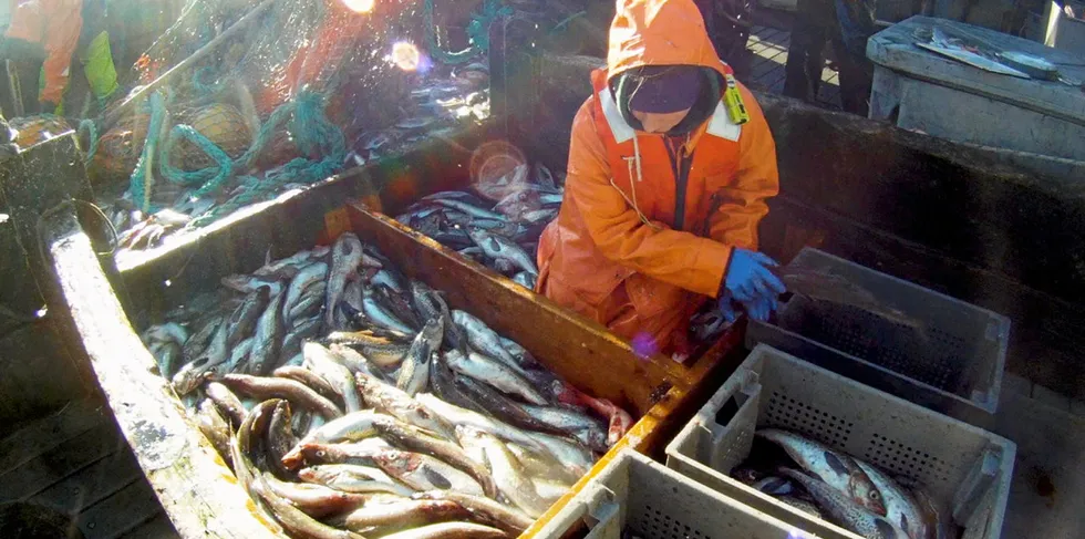 . Alaska pollock.