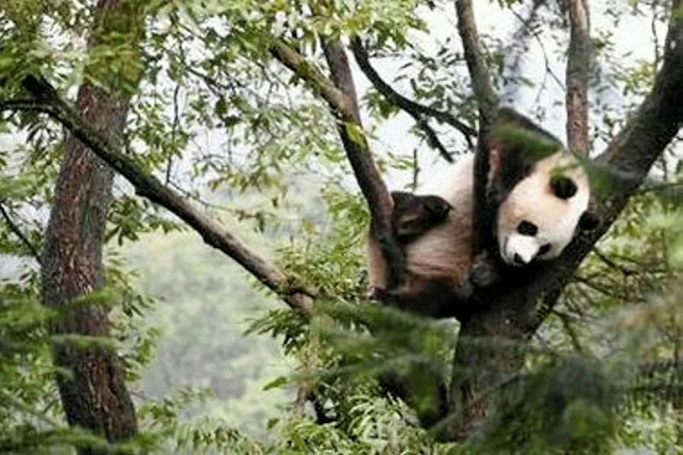 Left hanging in Sichuan province: BP to withdraw from shale gas assets