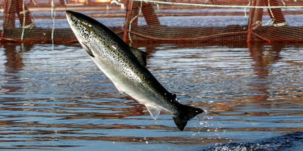 Atlantic salmon jumps