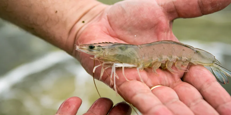 Mexico is an important market for Honduran shrimp exports.