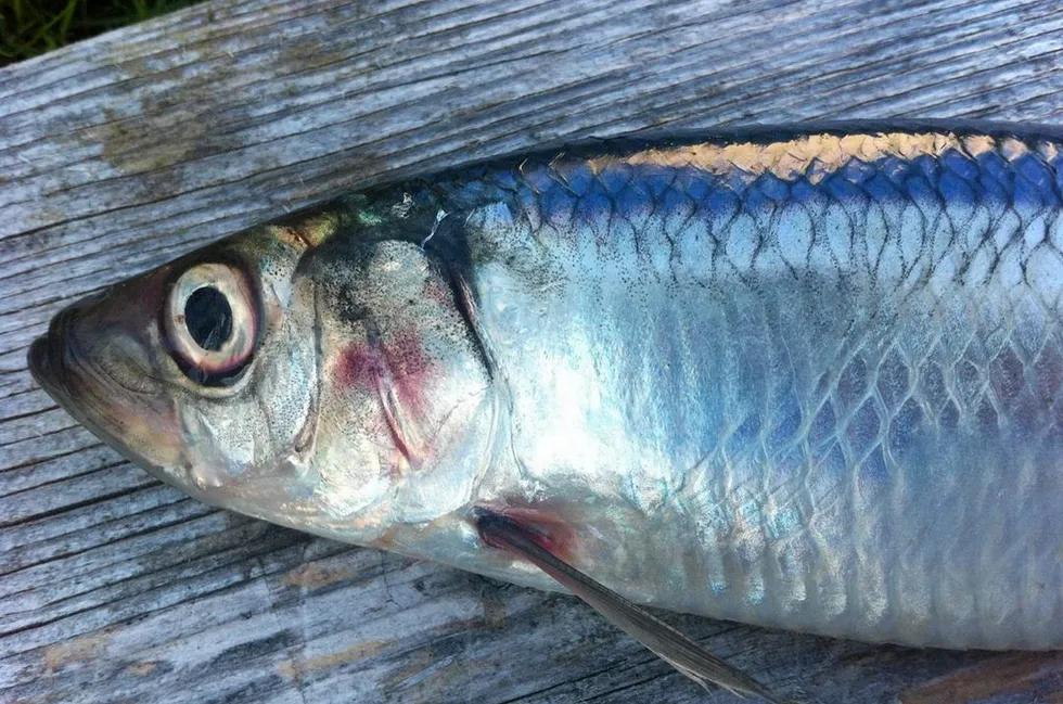 The advice for North Sea herring is back close to 2023 levels. Stock Photo: Torhild Måkestad Martinussen.