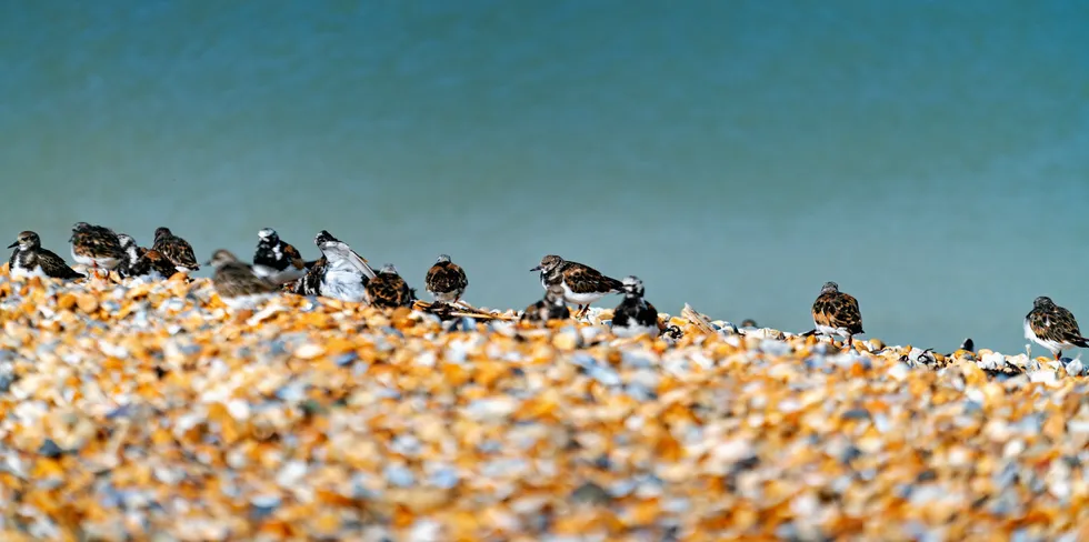 Bird colonies are often an obstacle to renewables development.
