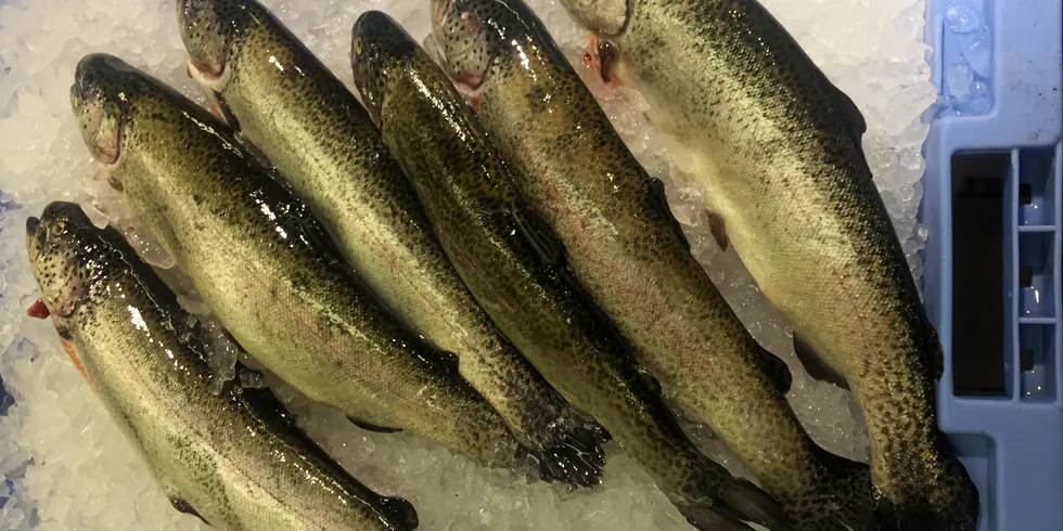 Somewhere over the rainbow: Colombia's trout producers targeting high production.