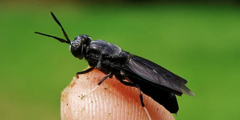 Insect meal starting to fly?