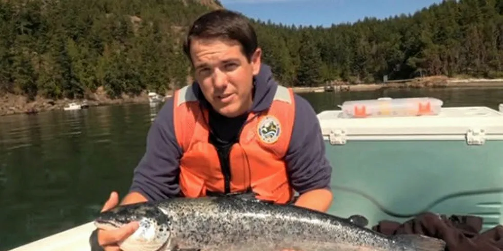 Catching Cooke's escaped Atlantic salmon takes a few tricks, but Washington officials are giving out some advice for angers.