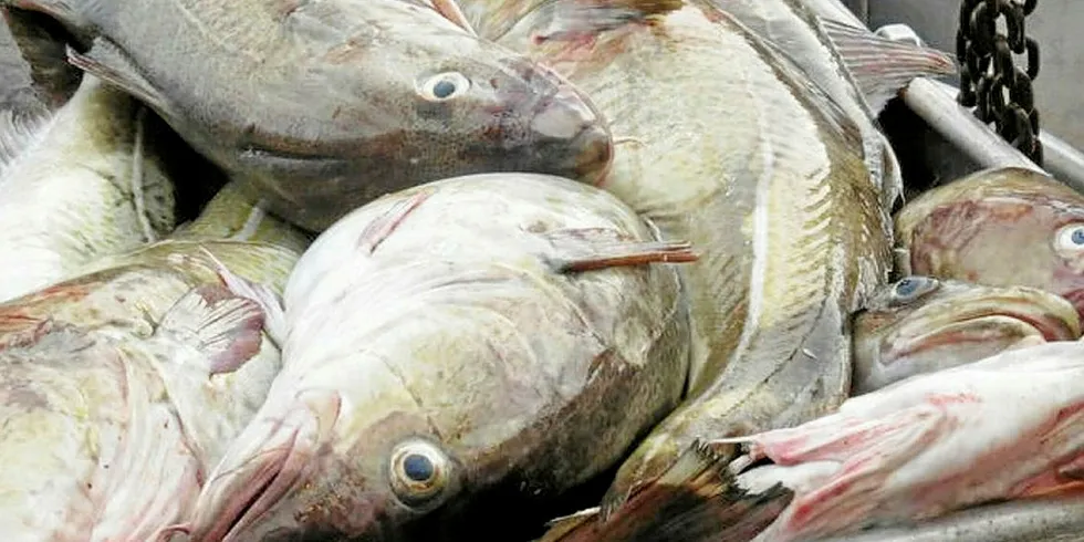 Barents Sea cod.