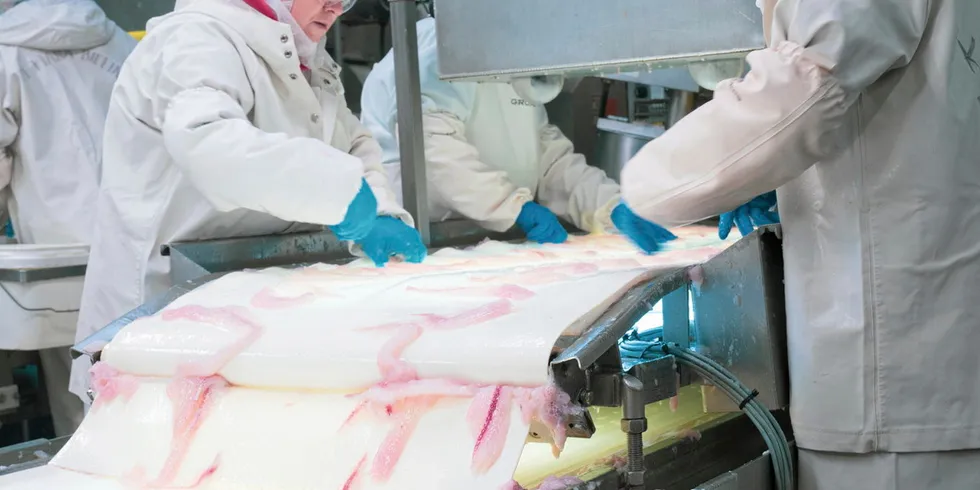 . Alaska pollock processing.