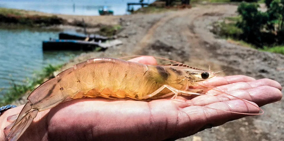 A stellar year for Ecuadorian shrimp.
