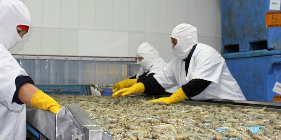 Ecuador's shrimp exports to China back on upward curve this year.