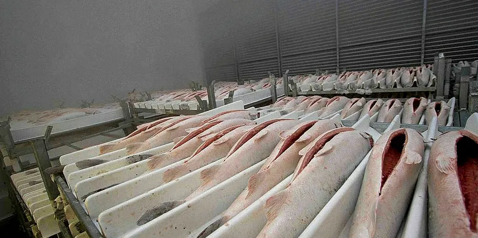 Buyers fed up with high farmed salmon prices are turning to frozen fish.