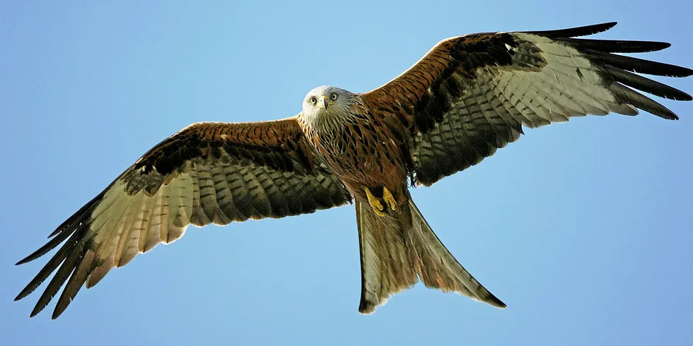 Populations of the red kite are often an obstacle to wind power projects in Germany.