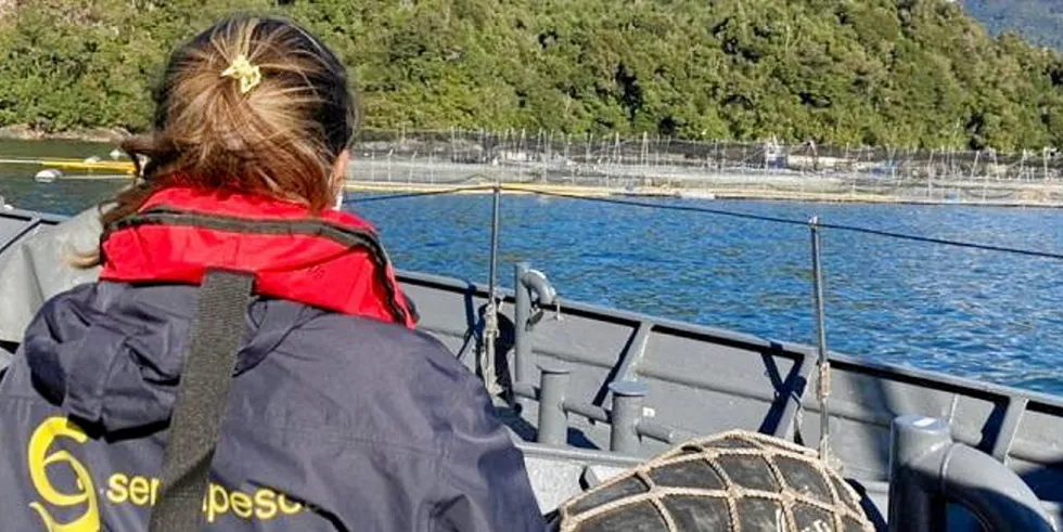 Salmon farms in the Aysen region of Chile were hit once again with algal blooms.
