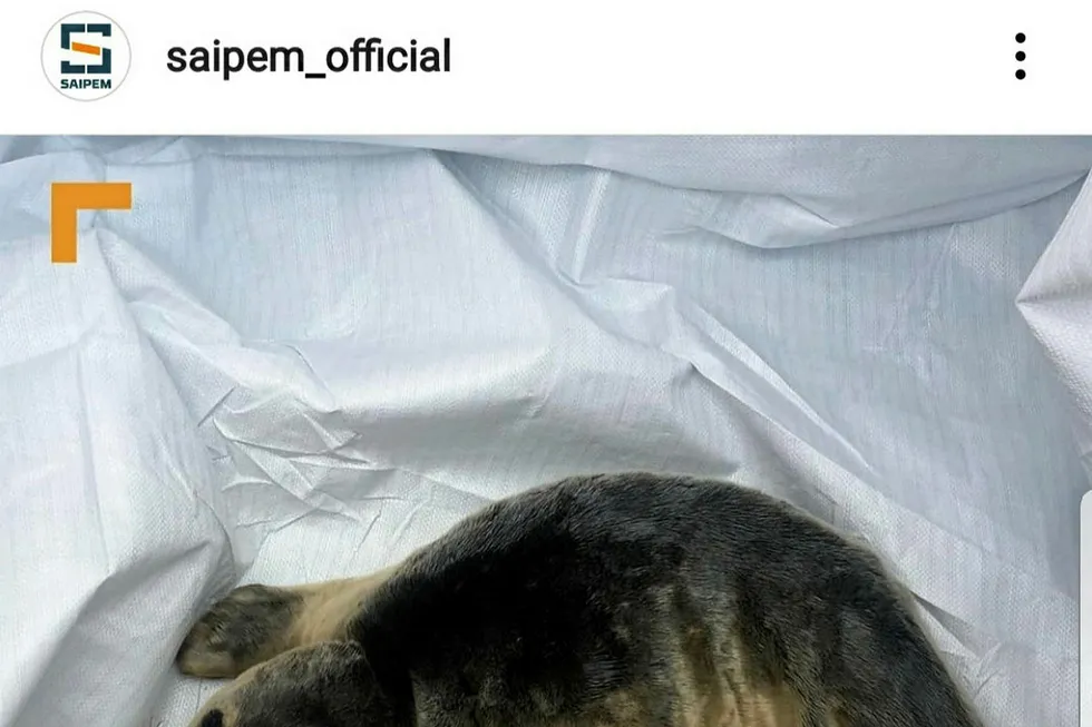 Tolly good show: Saipem's newest crew member