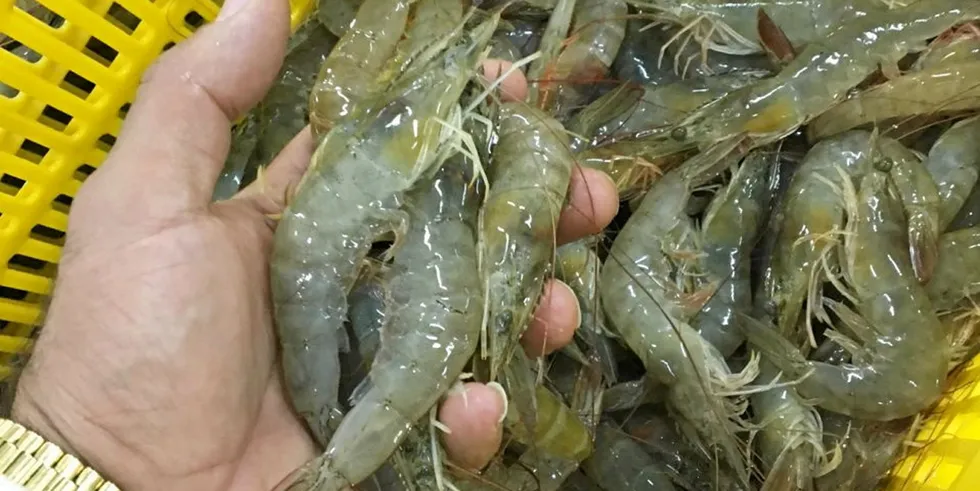 EU markets have been sucking in more shrimp.