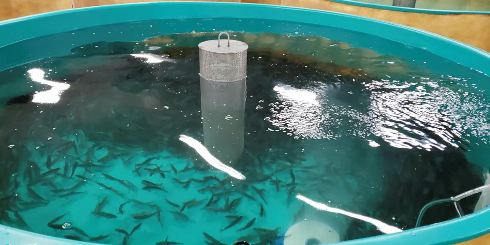 The three leading aquaculture certification programs are taking different approaches to GM salmon.