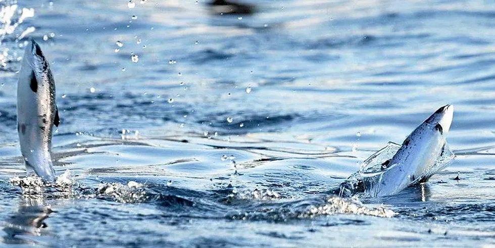The netpen, located in the Finnmark region, contains 192,000 fish.