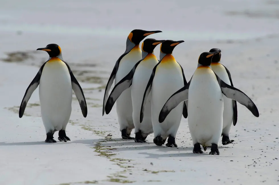 King penguins on the move in the Falkland Islands