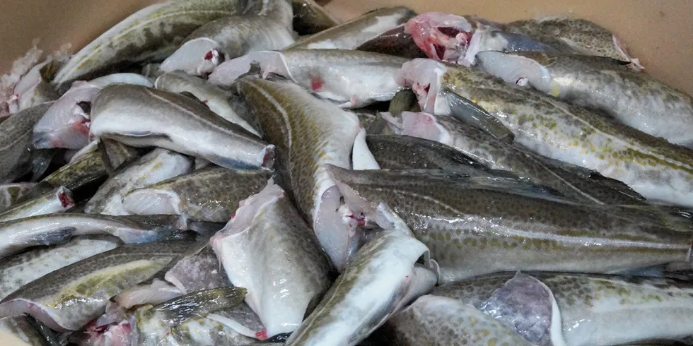 Canada's scientists have been studying the fragility of Altantic cod stocks for several years.