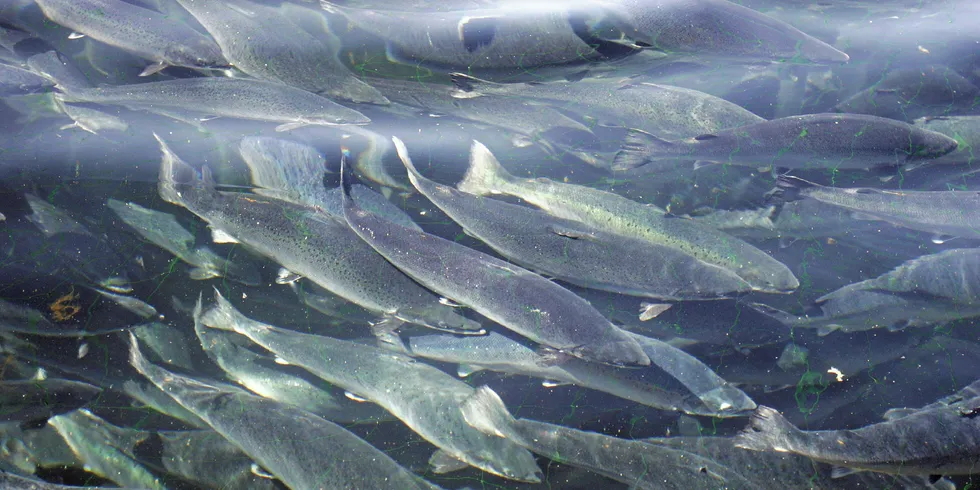 Is the tide turning against salmon farming?