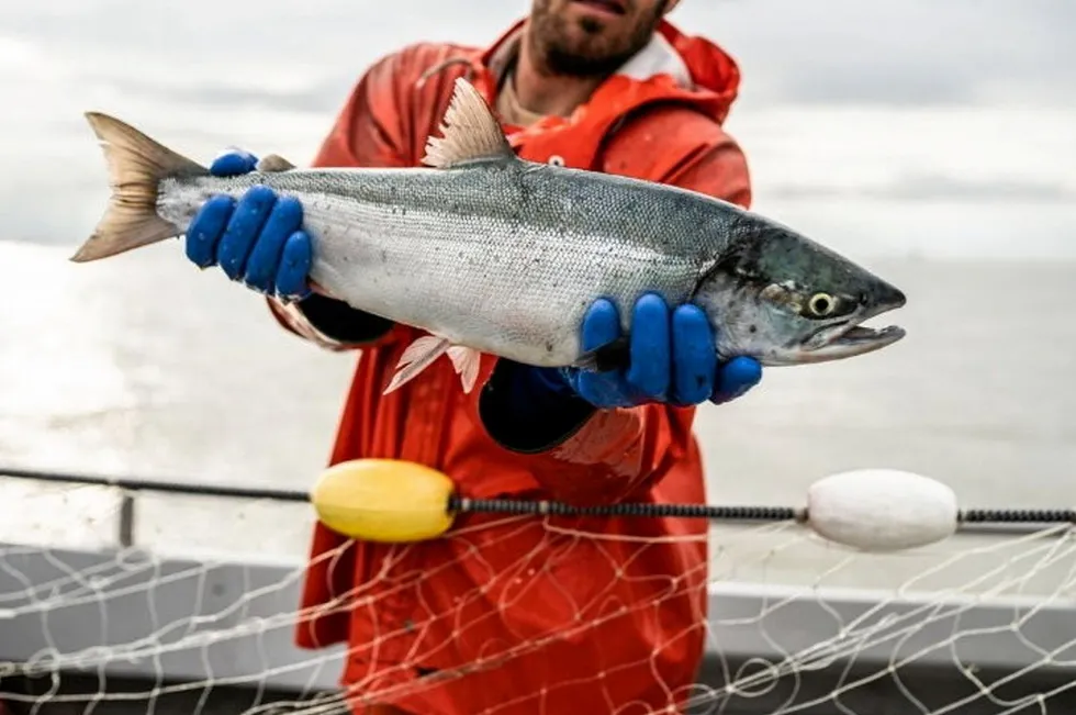 University of Washington researchers say the Bristol Bay sockeye salmon harvest could be in-line with this season's.