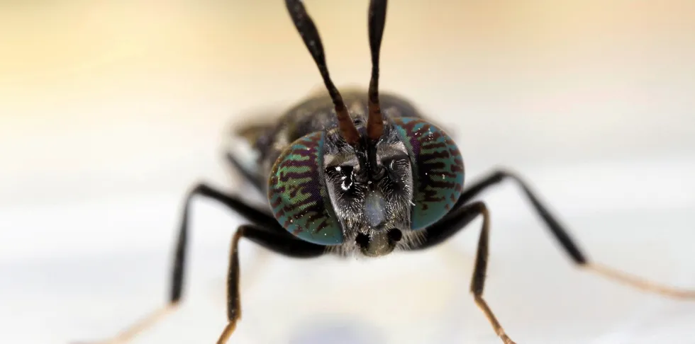 Multi X's insect feed alliance with BioMar is groundbreaking in Chile.