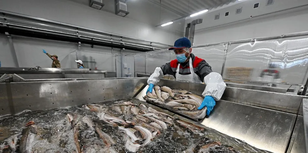 Russian Fishery Company (RFC) is one of Russia's largest producers of whitefish.