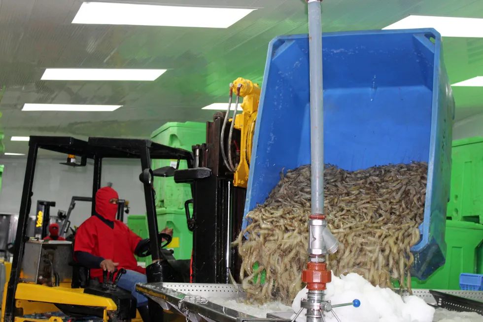 Chinese orders push Ecuadorian shrimp exports near to yet another annual export record.