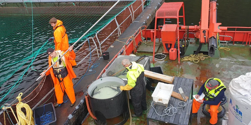 Photo from Aller Aqua in Vadheim during a lice detection and weighing operation. The photo was taken in 2020 and is not connected to the recent escape.