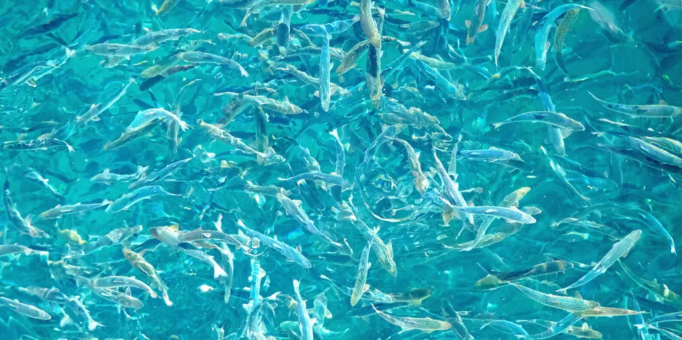 Earlier this year, Nofima published a report where the scientists map the knowledge about production of large salmon smolt.