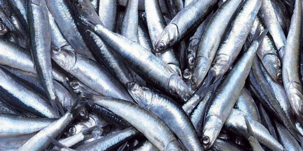 Will full anchovy quota be landed?