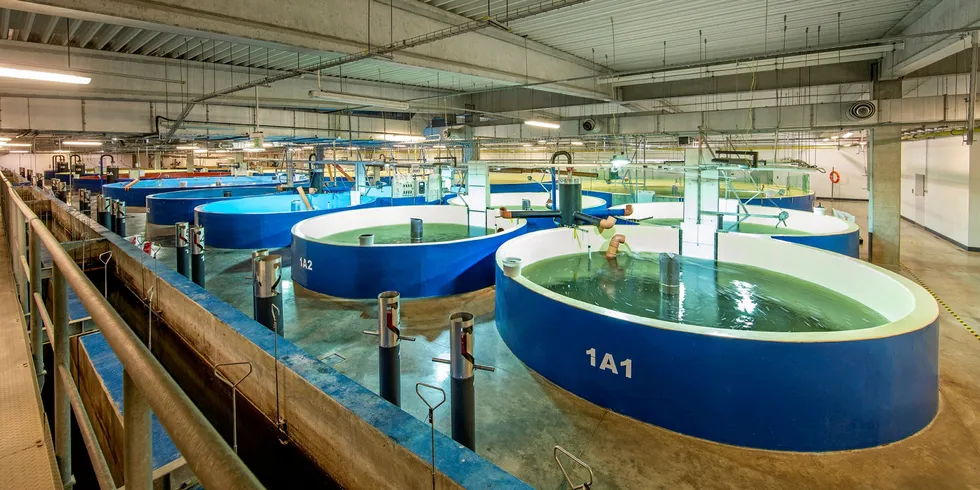 Land-based fish farming tanks at an AquaMaof RAS facility.
