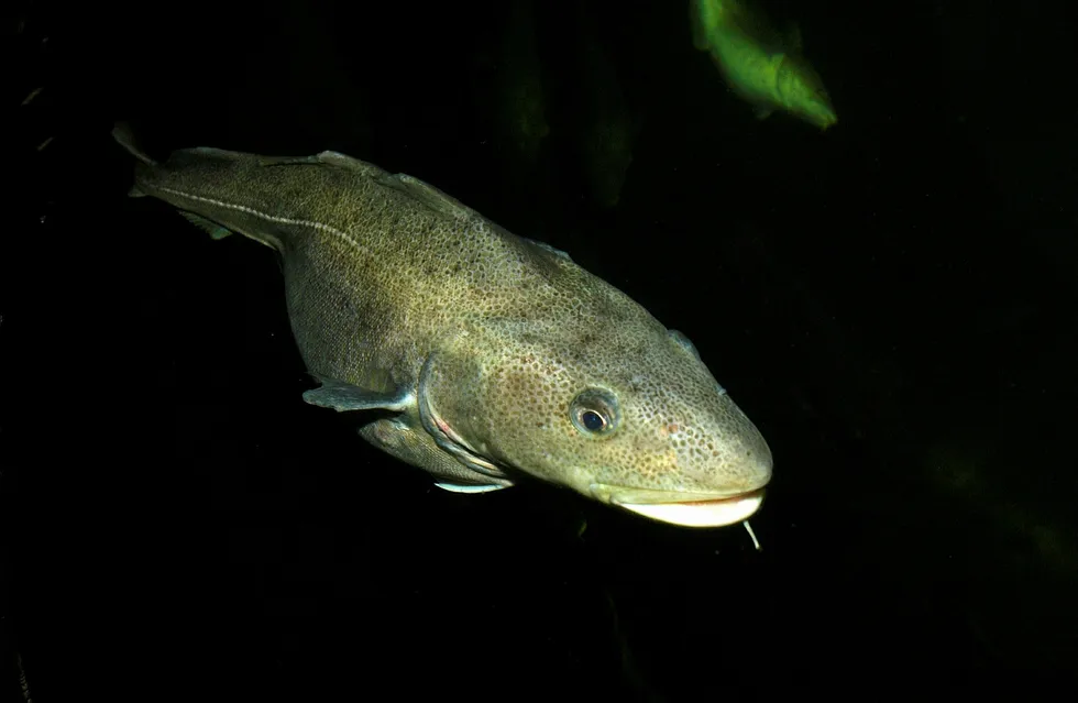 New name: Equinor renamed the Carcara pre-salt discovery as the Bacalhau (cod) field
