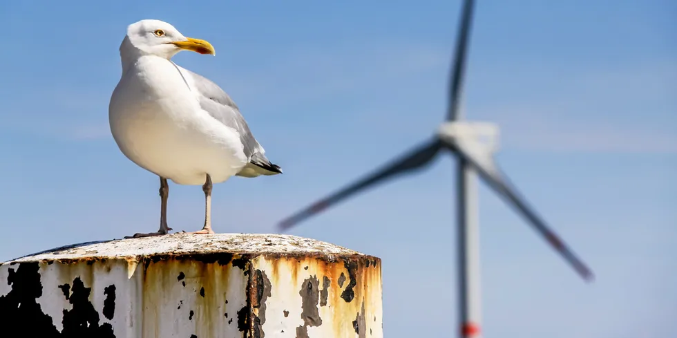 Some of the revenue from negative offshore wind bidding would go to marine protection.