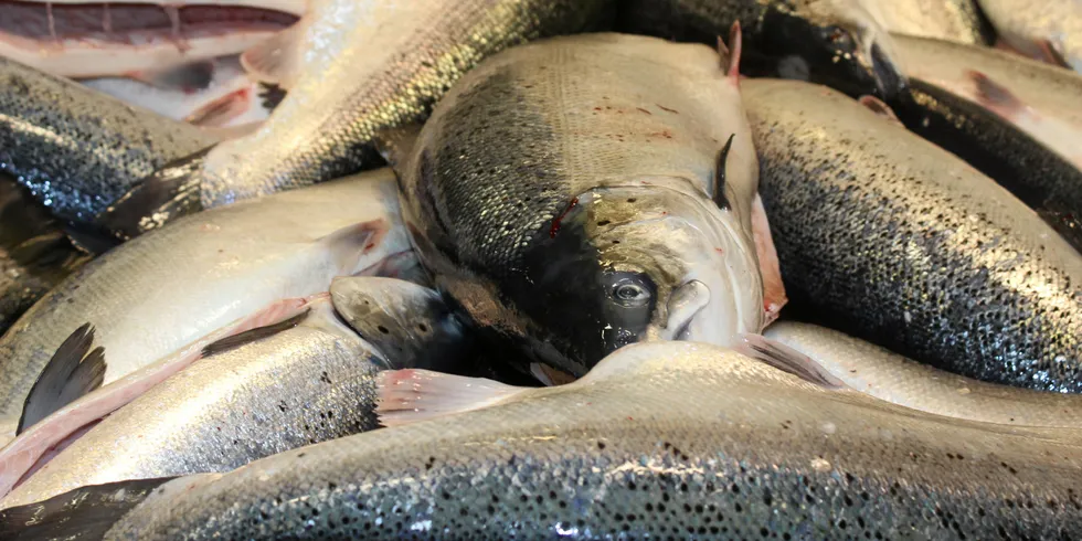 With Europe heading on holiday and farmed salmon supplies strong, the inevitable price collapse has arrived early.